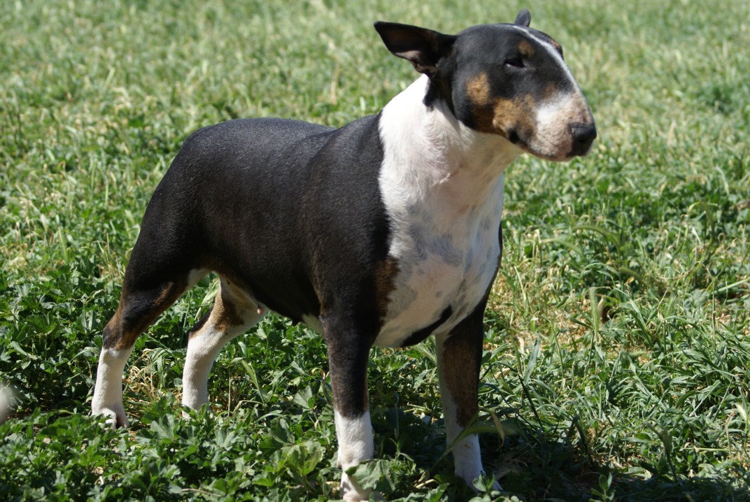 Stella